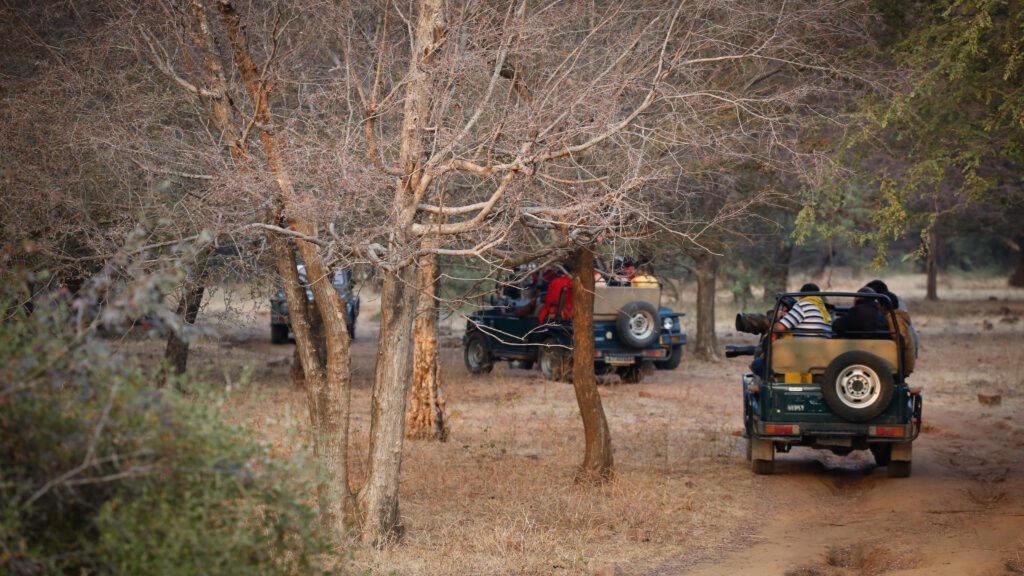 ranthambore safari