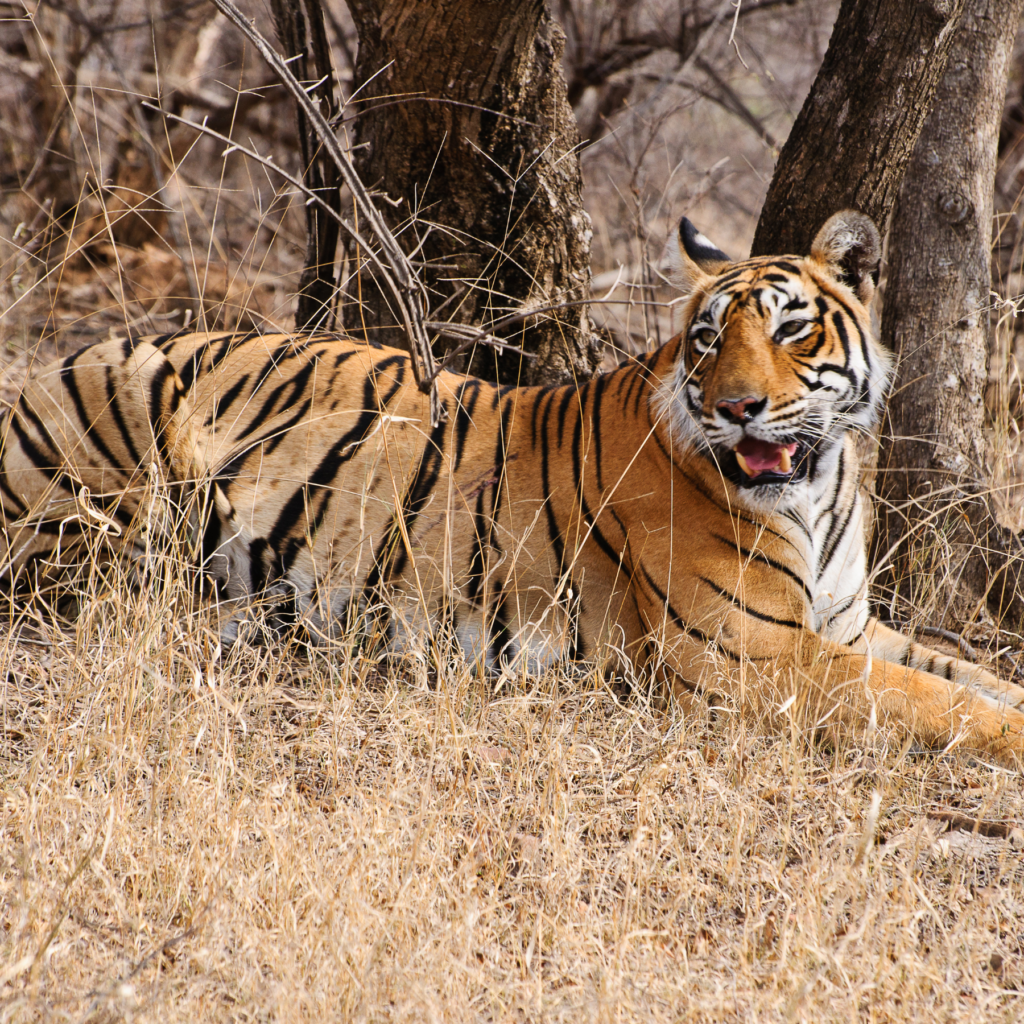 ranthambore tiger