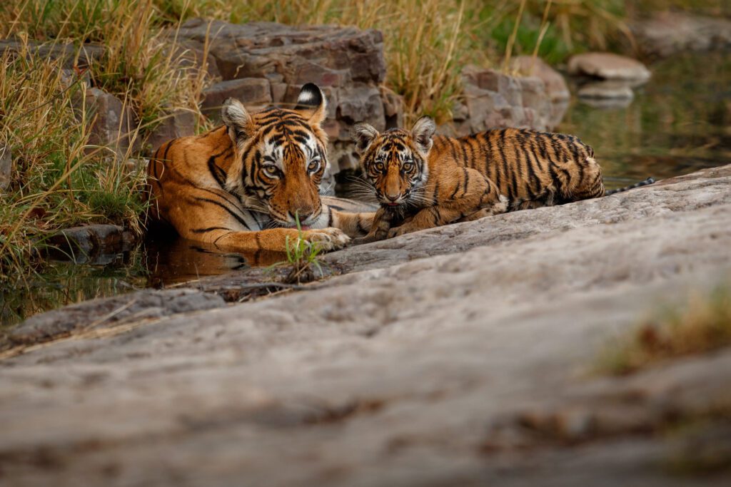 Ranthambore National Park