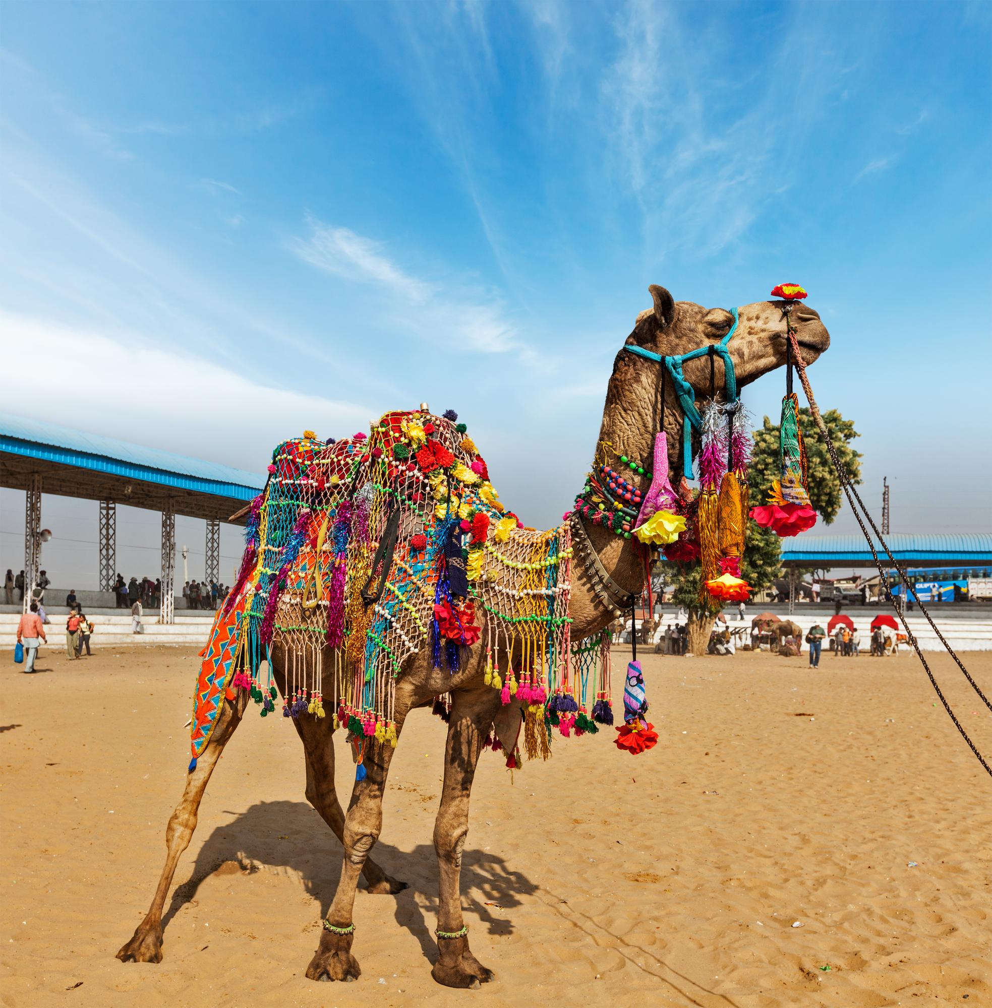 camel pushkar mela