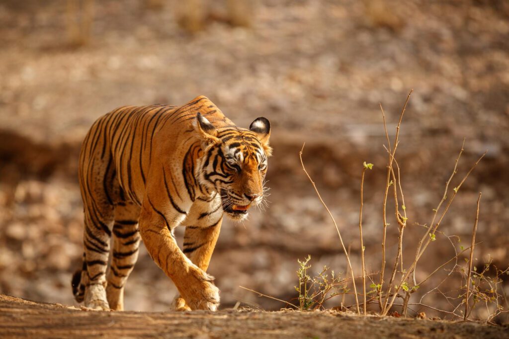 ranthambore tiger