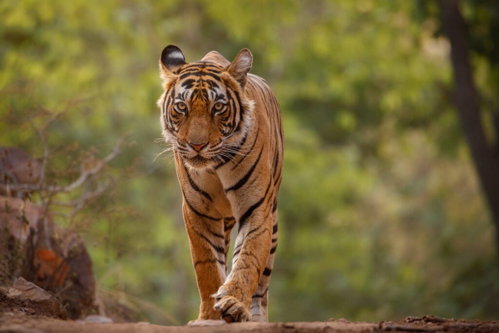 Same Day Ranthambore Tiger Safari Tour From Jaipur