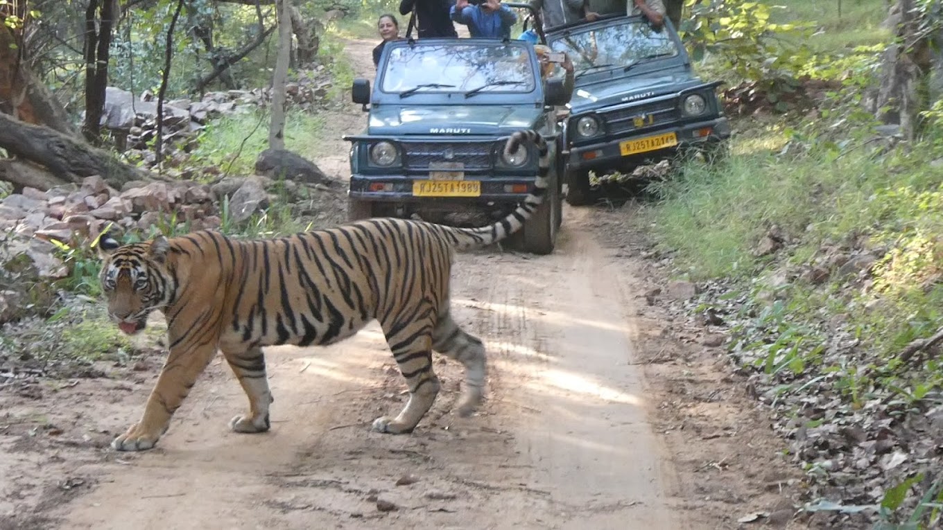 Ranthambore Safari