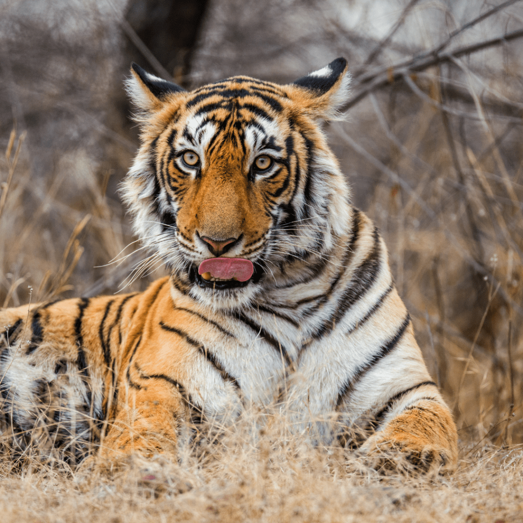 ranthambore tiger