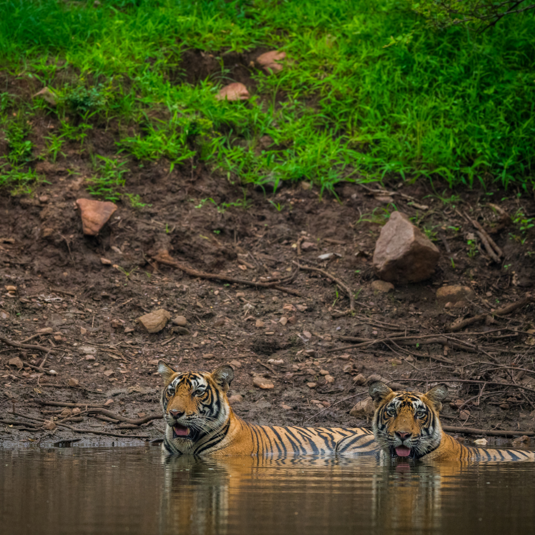 Ranthambhore Tiger Safari