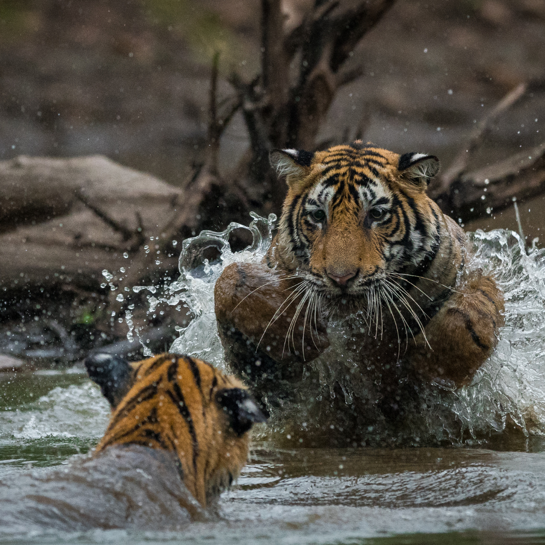 ranthambore tiger