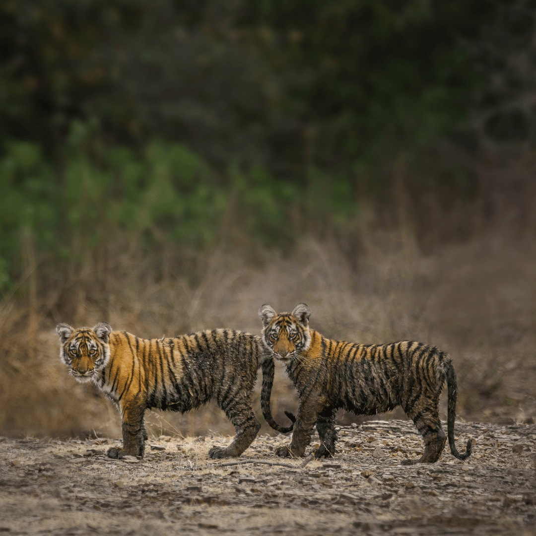 Ranthambhore Tiger Safari