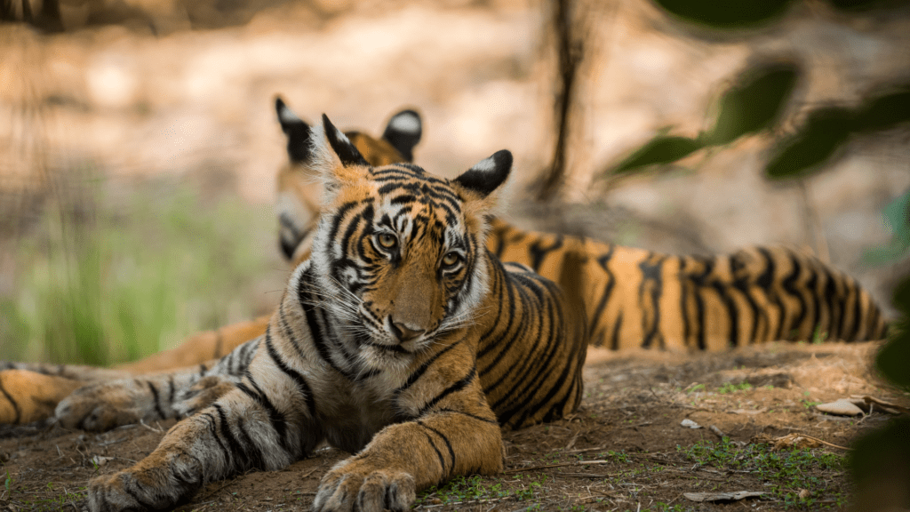 ranthambore tiger