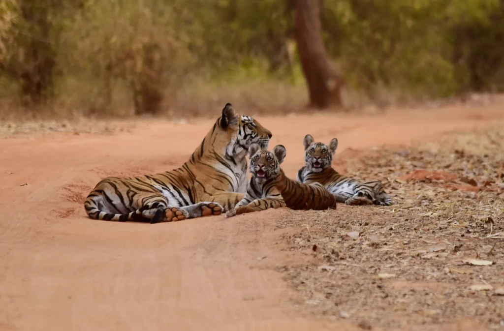 Ranthambore Tiger