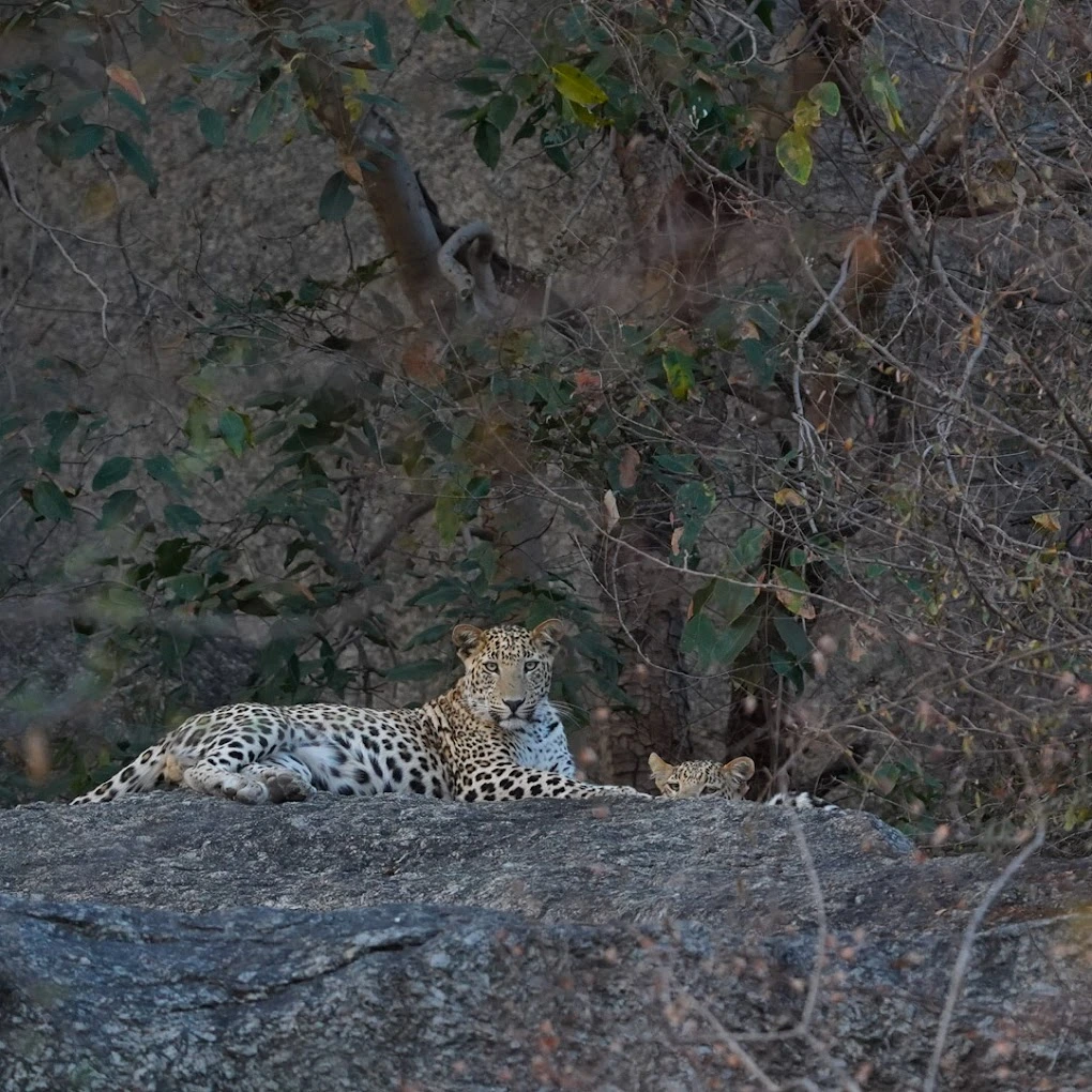 Ranthambore Tiger & Jawai Leopard Safari