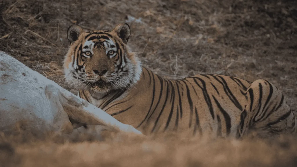 ranthambore tiger