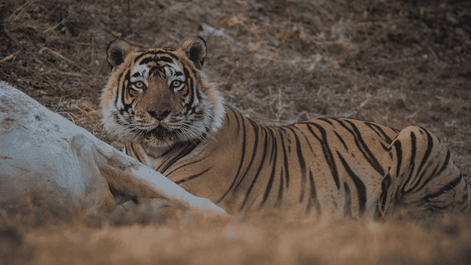 Best Time to visit Ranthambore