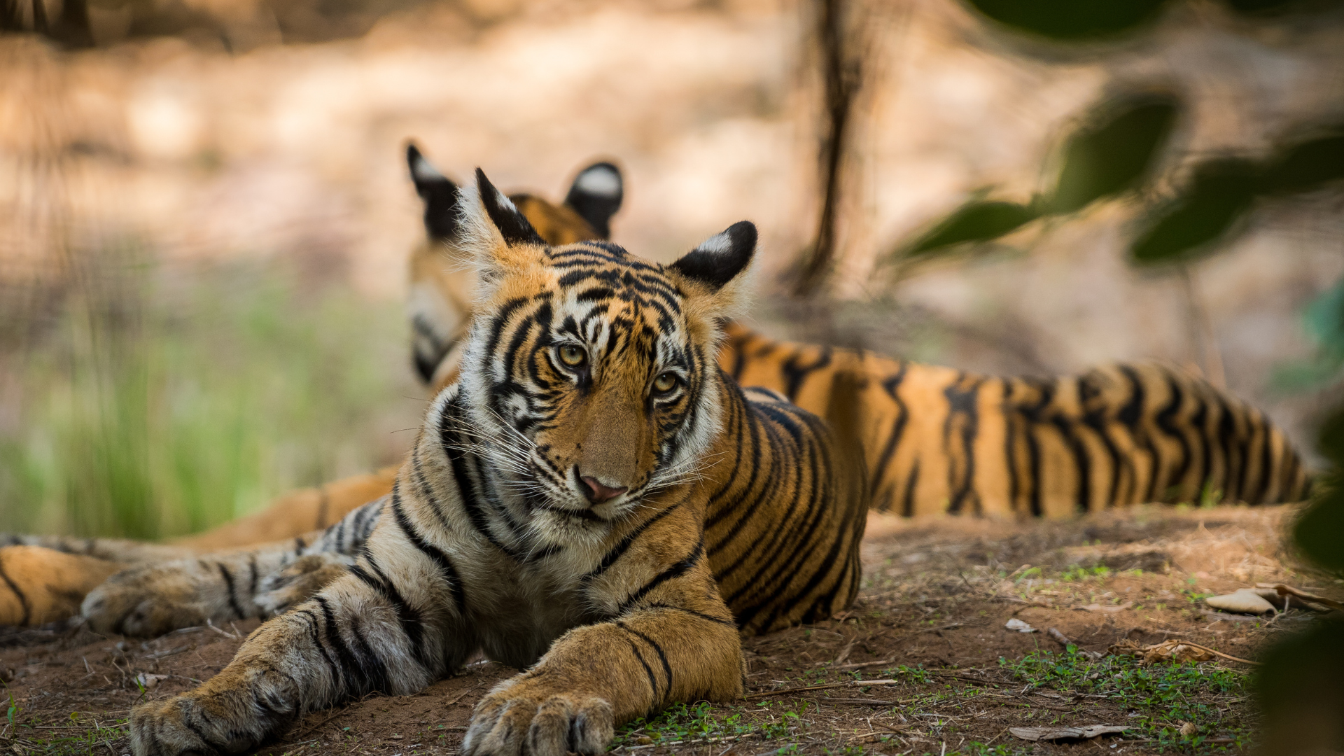 Ranthambore National Park