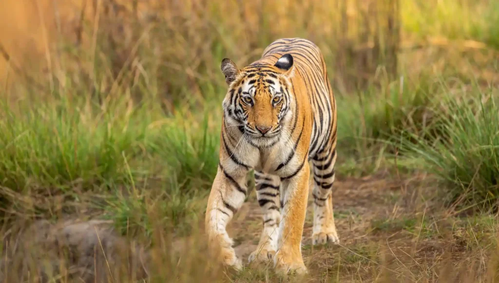 Golden Triangle Tour Packages