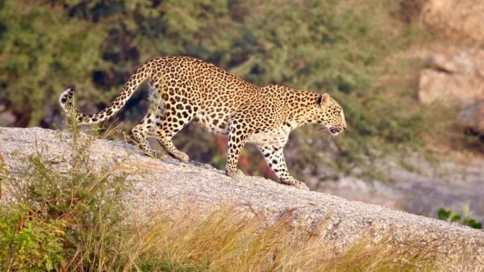 Jawai Safari Packages