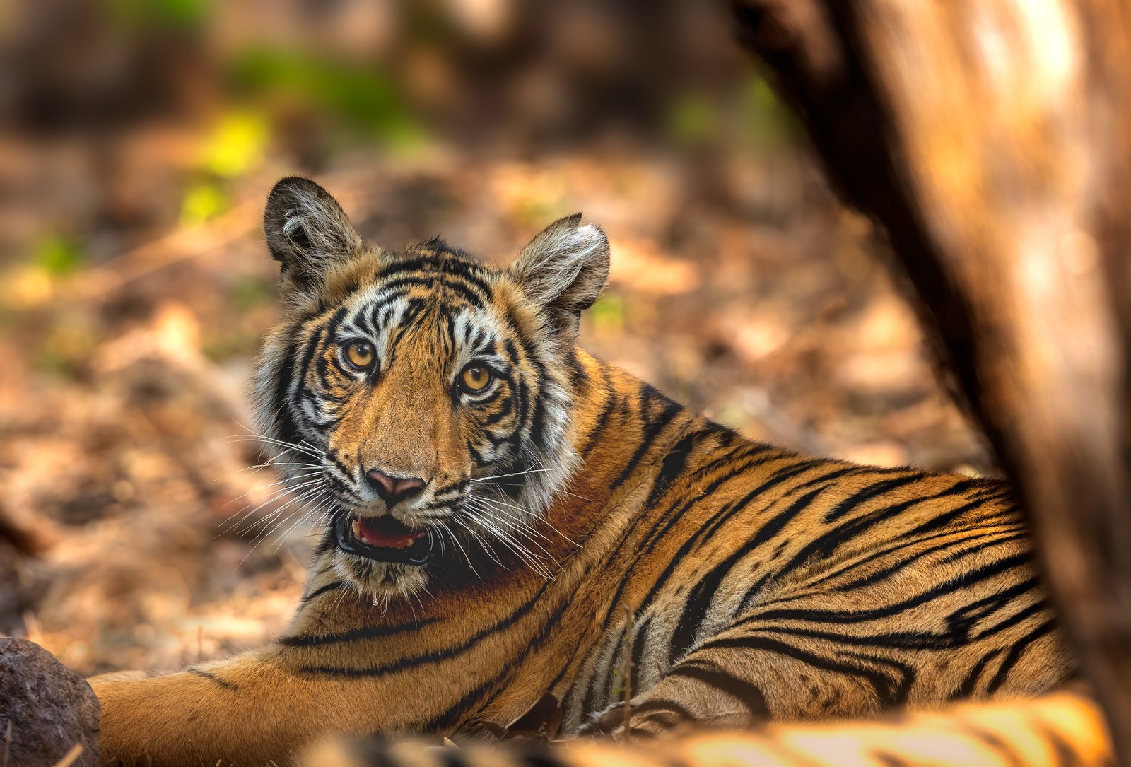 Ranthambore same day
