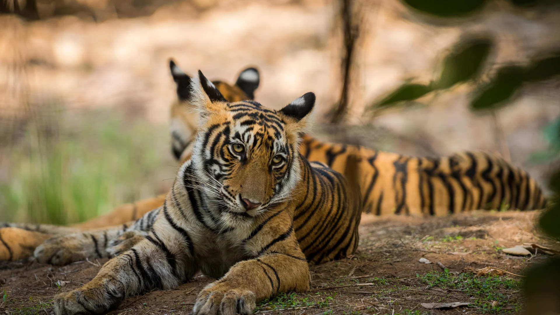 ranthambore tiger